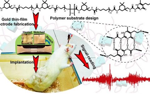 斯坦福鲍哲南& 南洋理工陈晓东JACS：具有可拉伸，抗撕裂和自我修复的四重氢键交联超分子聚合物薄膜电极材料
