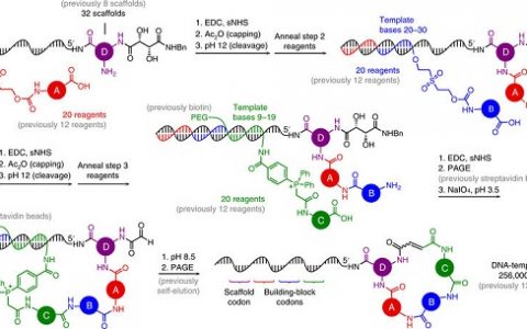 Nature子刊：用于发现生物活性小分子的第二代DNA模板化大环化合物库