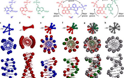 德国慕尼黑大学Nat. Chem.:模仿双链B-DNA电荷表面的单螺旋折叠芳香寡聚酰胺