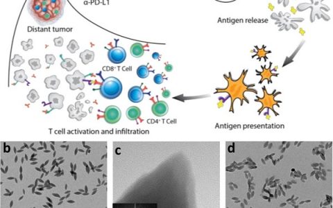 林文斌 JACS : 纳米金属有机框架-可服缺氧的光动力治疗癌症免疫疗法