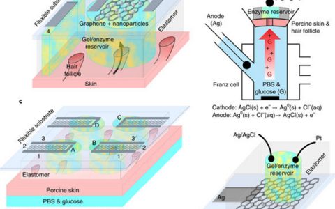 英国巴斯大学Nat. Nanotechnol.：基于石墨烯的具有路径选择性和特异性的无创、透皮葡萄糖监测