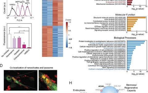 美国德克萨斯农工大学Proc. Natl. Acad. Sci.：二维纳米硅酸盐诱导人体间充质干细胞的转录组变化