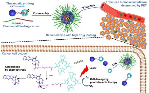 美国国立卫生研究院陈小元Angew. Chem. Int. Ed.：聚合物纳米粒子负载谷胱甘肽响应的二聚体前药在体内药物追踪和协同癌症治疗中的应用