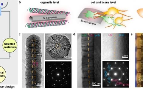 芝加哥大学田博之Nat. Biomed. Eng.：硅基生物界面材料，非遗传光控神经调制