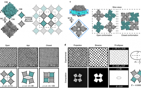 Nat. Chem.：对动力学纳米多孔蛋白质组件熵驱动自由能图景的调控