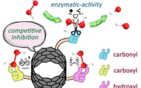 NANO LETTER: 揭示含氧碳纳米管的酶活性及其在细菌感染治疗中的应用