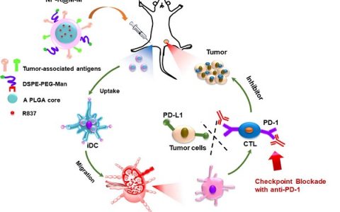 ACS Nano: 肿瘤细胞膜涂层辅助的甘露糖修饰的纳米颗粒，用于有效的抗肿瘤疫苗接种