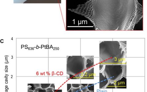 阿卜杜拉国王科技大学Sci. Adv.: 人造三维分级和各向同性多孔聚合物材料