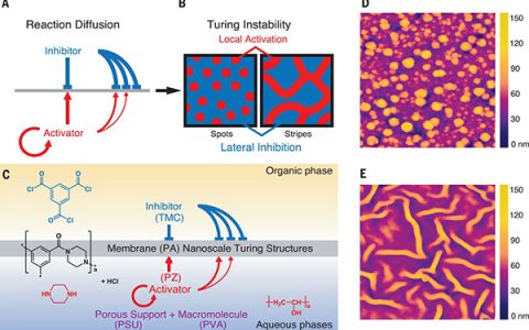 浙江大学Science:具有纳米尺度图灵结构的聚酰胺膜用于净水