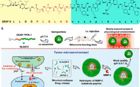 国家纳米中心聂广军和厦门大学任磊Nano Letters: 顺序响应性多肽自组装纳米粒子用于双重靶向癌症免疫疗法