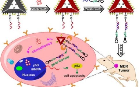 国家纳米中心丁宝全教授Nano Letters: 一种基于DNA的纳米载体实现有效的基因传递和癌症治疗