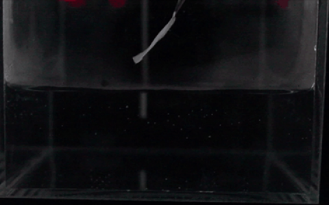 中科院深圳先进院Adv. Funct. Mater.：仿生形状记忆支架促进人工血管三维内皮化