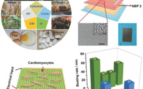中科院北京纳米能源所李舟研究员和王中林院士团队AM：基于天然材料的生物全可吸收摩擦纳米发电机
