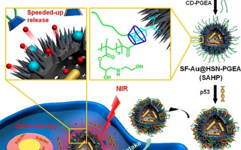北京化工大学ACS Nano: 原位形成的内核式的金纳米棒的鳞状结构粗糙表面的纳米微囊使基因/化疗/光热互补治疗