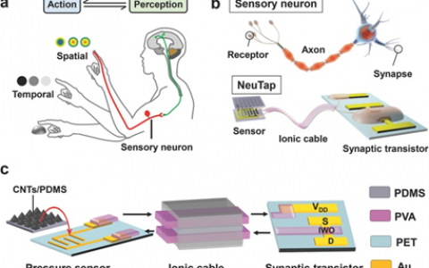 南洋理工大学陈晓东Advanced Materials：一种具有触觉知觉学习的人工感觉神经元