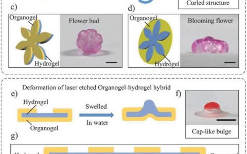 AFM：具有可控润湿和膨胀性能的宏观层状有机凝胶 - 水凝胶杂交体