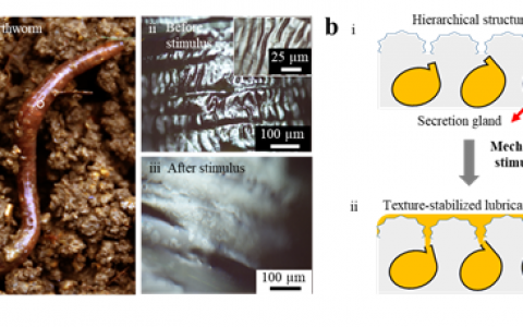 电子科技大学Advanced Materials: 仿蚯蚓润滑涂层：自调制减助、抗磨和抗污