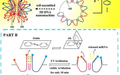西南大学袁若&柴雅琴团队JACS: 高度有序 无场的三维DNA 纳米结构-下一代单步快速传感DNA 纳米机器