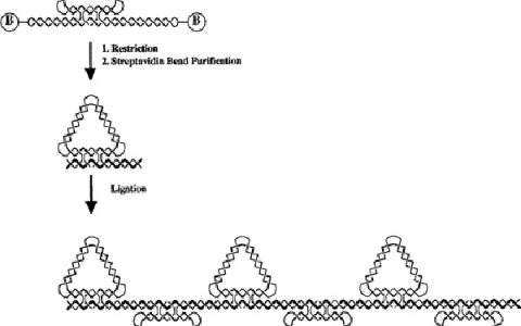 除了粘性末端，这些DNA纳米结构的连接方式也值得借鉴！