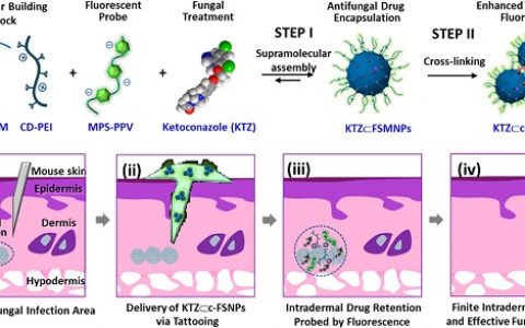 ACS Nano: 皮下注射具有荧光的交联超分子纳米颗粒控释抗真菌药物用于治疗甲真菌病