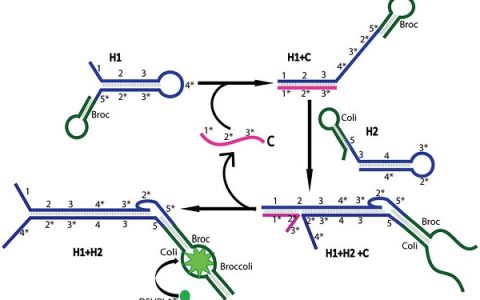 尤明旭 JACS: 基因编码的催化发夹组装，用于活细胞中的灵敏RNA成像