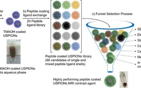 David Paramelle ACS Nano: 生物相容性肽涂层超小型超顺磁性氧化铁纳米颗粒用于体内对比增强磁共振成像