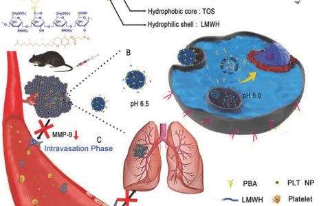 Adv. Sci.: 果糖封闭苯硼酸修饰的多位点抗转移胶束自传递系统用于增强黑色素瘤靶向治疗