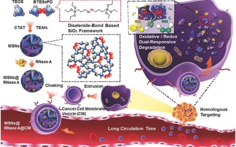 董文飞& Kam W. Leong Adv. Mater.: 仿生的联硒化物桥接介孔二氧化硅纳米颗粒用于双响应蛋白递送
