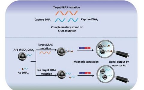 中科院上硅所施剑林Adv. Mat.：Fe-Au纳米粒子耦合体系用于循环肿瘤DNA的高灵敏度检测