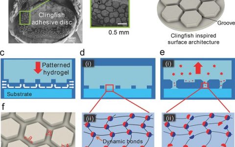 日本北海道大学龚剑萍Adv. Mater.: 基于多重设计的水凝胶在水中具有快速、可逆及强粘贴的性质