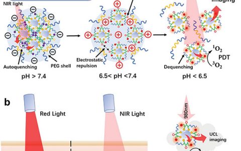 浙江大学Adv. Mater.:上转换纳米粒子的响应性组装用于pH激活和近红外触发的深度肿瘤光动力治疗
