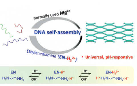 合肥工业大学Angew.Chem.Int.Ed.:无金属缓冲体系开发及新型DNA模块设计与组装