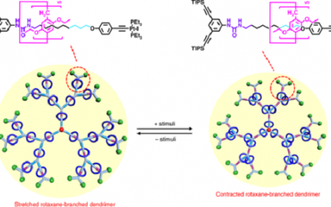 华东师大杨海波团队Nat. Commun. : 一例具有尺寸可逆调节的双重刺激响应性轮烷枝叉型树枝状分子