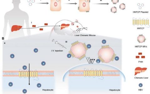 厦门大学刘刚教授&袁权副教授Angew:仿生乙肝病毒受体囊泡