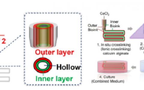 哈佛大学医学院Yu Shrike Zhang课题组联合上海交大-仁济医院合作发表3D生物打印精准构建复层空腔组织的最新研究