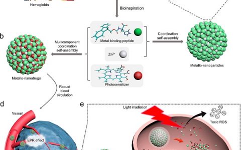 中科院过程所闫学海 JACS: 多组分配位自组装设计的智能肽基超分子光动力金属纳米药物