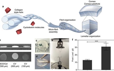 约翰霍普金斯大学Adv. Funct. Mater.：环糊精调制的I型胶原蛋白自组装来制备仿生角膜植入物