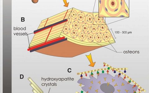 Science经典综述鉴赏:探索构建可控制细胞行为的生物材料表面