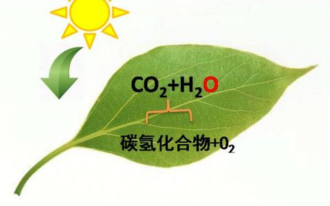 攻略来了：提高人工光合作用效率之催化反应系统和产物评价
