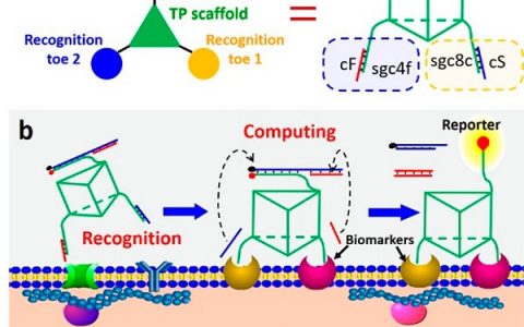 湖南大学谭蔚泓院士J. Am. Chem. Soc.: 三维纳米逻辑机器用于癌细胞表面运算识别