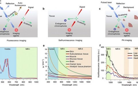 南洋理工浦侃裔Adv. Mater.: 有机半导体材料在深层组织分子成像中的应用