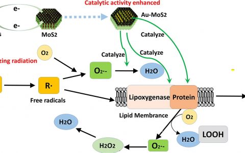 天大张晓东&北大李美仙Science Bulletin：增强催化活性的Au-MoS2纳米团簇改善辐射防护性能