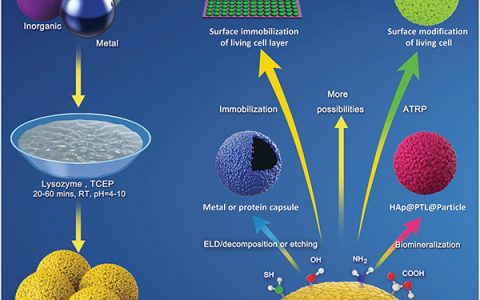 陕西师范大学Adv. Mater.:仿生生物聚合物涂层的一步组装用于粒子表面工程