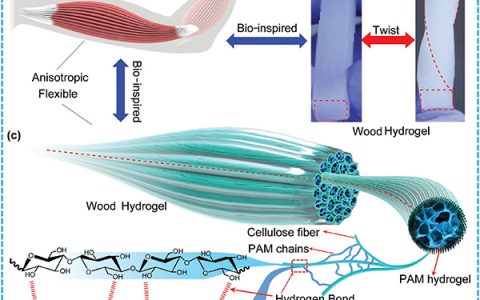 马里兰大学胡良兵Adv. Mater.：受肌肉启发的高度各向异性、高强且离子导电的水凝胶