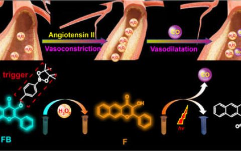 山东师范大学唐波教授团队Angew: 过氧化氢活化的双光子一氧化碳释放剂