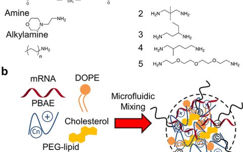 麻省理工学院Nano Lett.：优化可降解聚合物-脂质纳米粒子用于mRNA有效系统递送到肺内皮细胞和肺免疫细胞