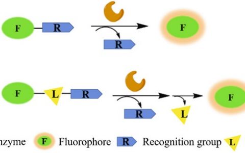 荧光探针点亮的生命科学世界 湖南大学张晓兵教授和谭蔚泓院士课题组Chem. Soc. Rev.: 小分子荧光探针在癌症成像中的应用