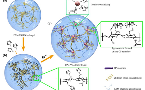西南交大鲁雄ACS APPL MATER INTER:导电超强水凝胶基于生物高物分子模板调控原位形成导电高分子纳米棒