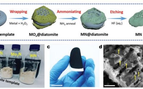 苏州大学Adv. Funct. Mater.：柔性印刷电路和可穿戴储能的过渡金属氮化物的生物模板合成策略