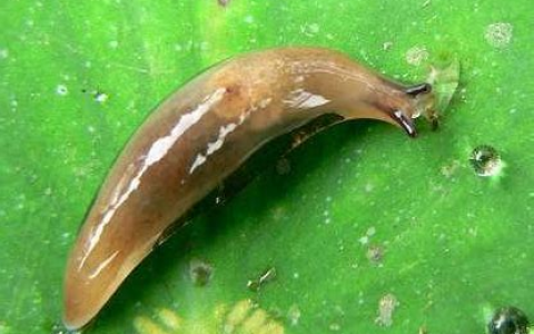 脑洞时刻:向大自然学习 从“恶心”中走出来的黑科技